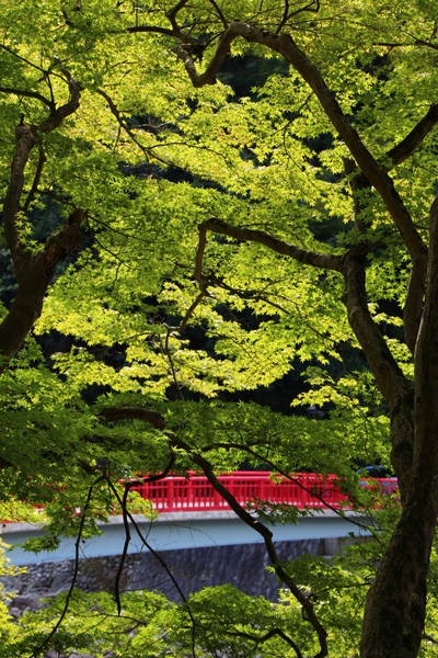 緑の香嵐渓