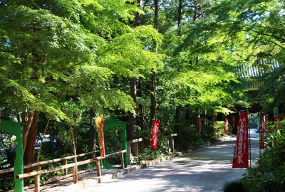 緑の油山寺