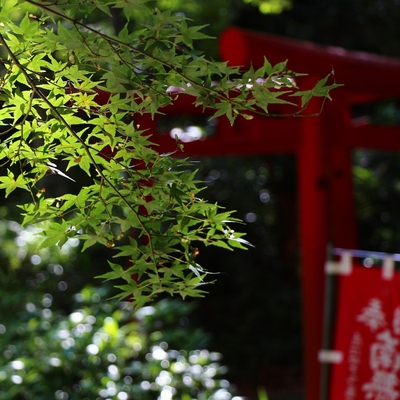 緑の油山寺