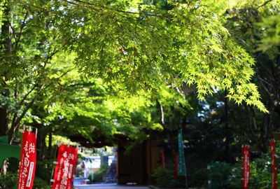 緑の油山寺