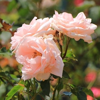 薔薇の都苑