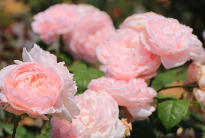 薔薇の都苑