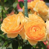 薔薇の都苑