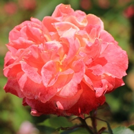 薔薇の都苑