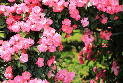 薔薇の都苑
