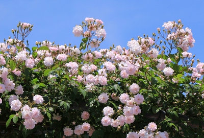 薔薇の都苑