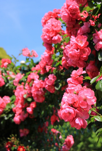 薔薇の都苑