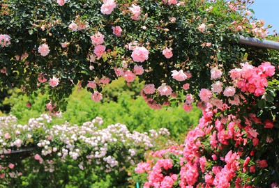 薔薇の都苑