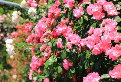 薔薇の都苑