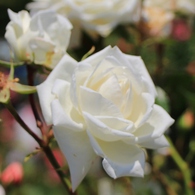 薔薇の都苑