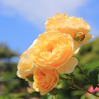 薔薇の都苑