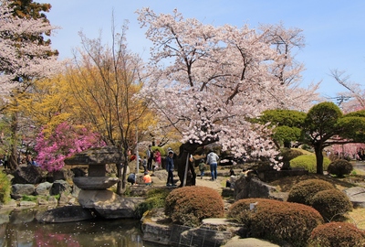 桜２０１９「高島公園」