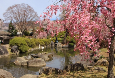 桜２０１９「高島公園」
