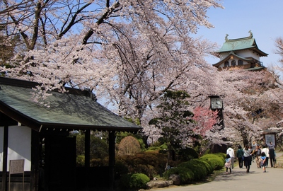 桜２０１９「高島公園」