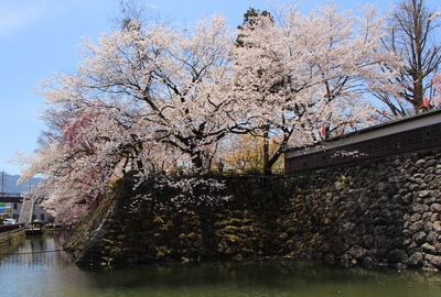 桜２０１９「高島公園」