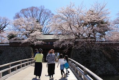 桜２０１９「高島公園」