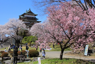 桜２０１９「高島公園」