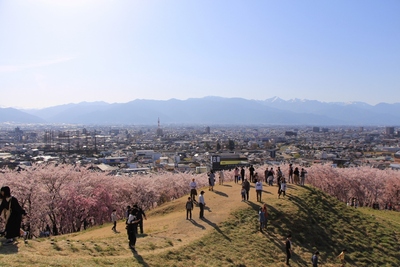 桜２０１９年「弘法山古墳」