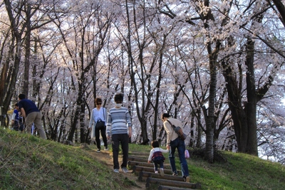 桜２０１９年「弘法山古墳」