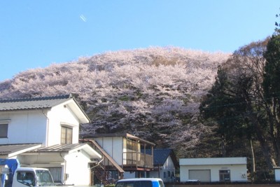 桜２０１９年「弘法山古墳」