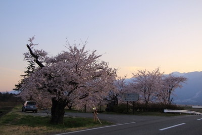 桜２０１９年「夕暮れの伊那市」