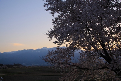 桜２０１９年「夕暮れの伊那市」