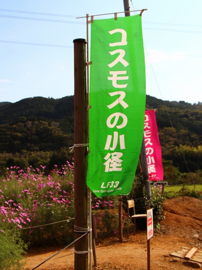 コスモスの小径