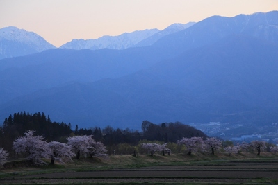 桜２０１９年「夕暮れの伊那市」