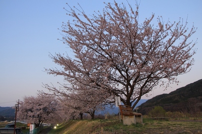 桜２０１９年「夕暮れの伊那市」