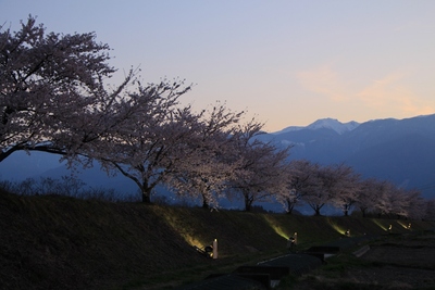 桜２０１９年「夕暮れの伊那市」