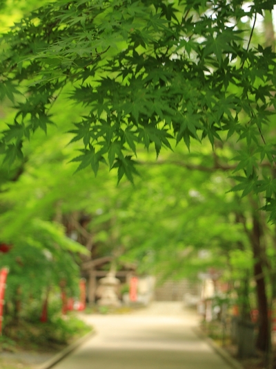 青モミジ≪油山寺≫