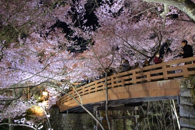 桜２０１９年「高遠城址　夜桜」