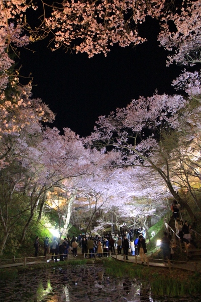 桜２０１９年「高遠城址　夜桜」