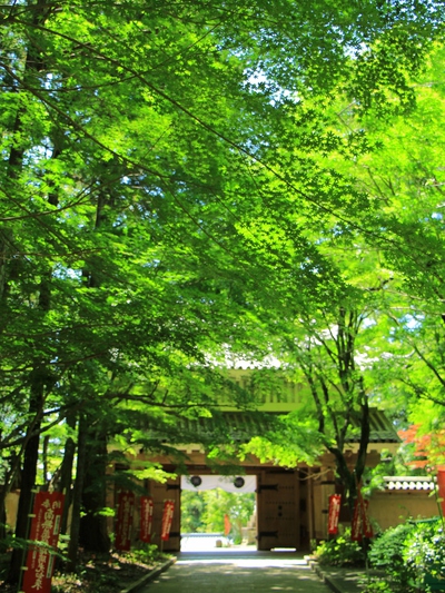 新緑の油山寺
