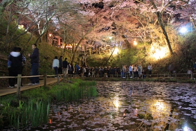 桜２０１９年「高遠城址　夜桜」