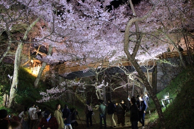 桜２０１９年「高遠城址　夜桜」