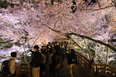 桜２０１９年「高遠城址　夜桜」