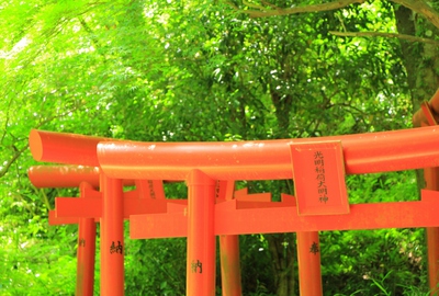 新緑の油山寺
