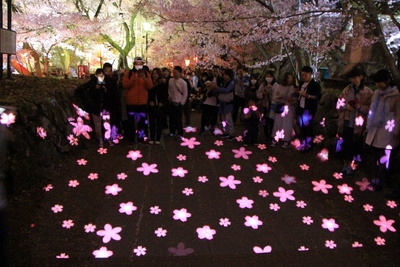 桜２０１９年「高遠城址　夜桜」