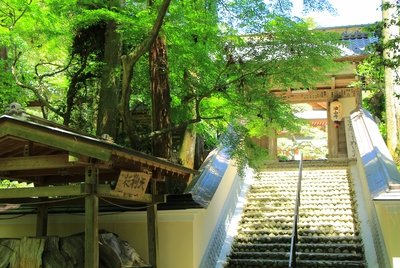 新緑の油山寺
