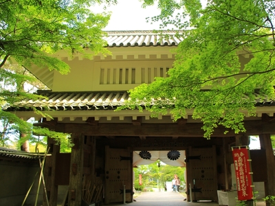 青モミジ≪油山寺≫