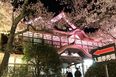 桜２０１９年「高遠城址　夜桜」