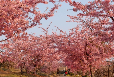足立梅園の梅