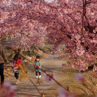 足立梅園の梅