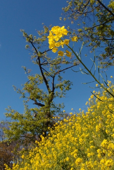浜名湖花博２０１４