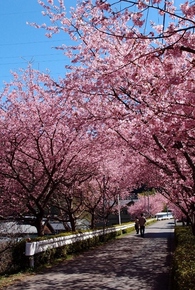 河津の桜並木