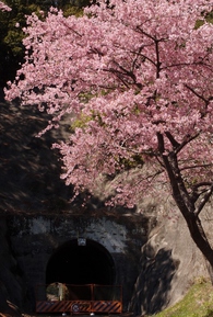 河津の桜並木