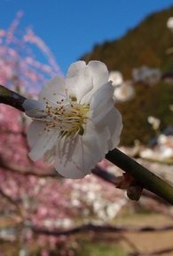 木下しだれ梅園