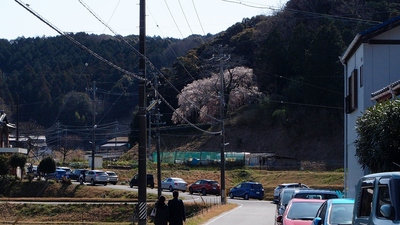 奥山田のしだれ桜