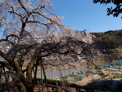 奥山田のしだれ桜